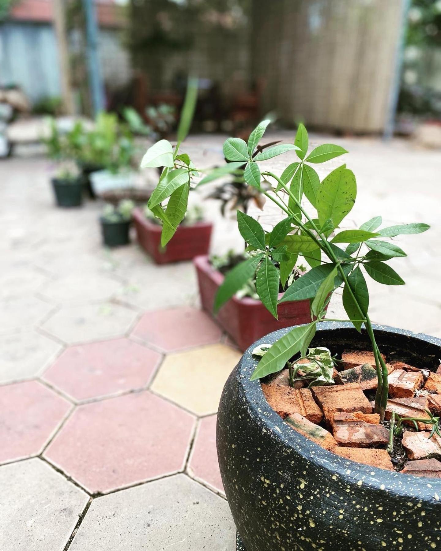 Bloom Garden Bed & Breakfast Siem Reap Exteriér fotografie