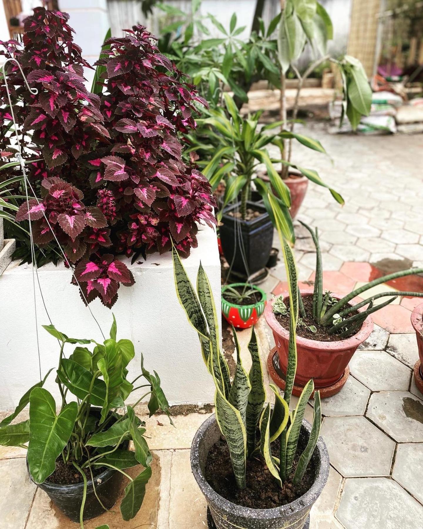 Bloom Garden Bed & Breakfast Siem Reap Exteriér fotografie
